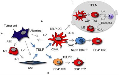 Thymic Stromal Lymphopoietin and Cancer: Th2-Dependent and -Independent Mechanisms